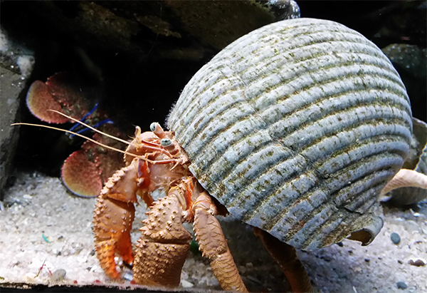 Hermit Crab New Shell!